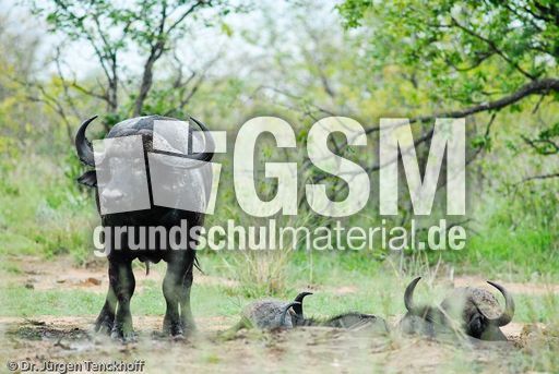 Afrikanischer Büffel (89 von 102).jpg